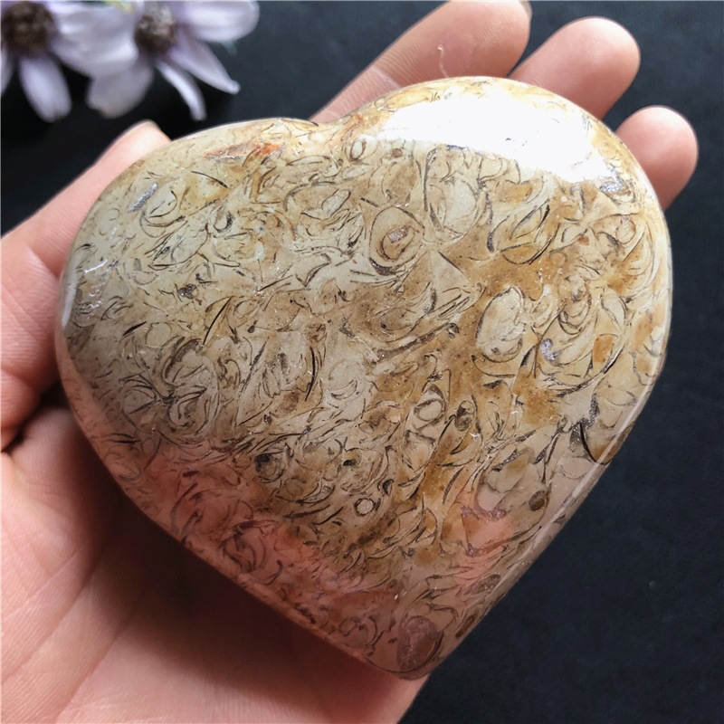 Dinosaur Bone Fossil Love Ornament Default - Shop at LoveMi