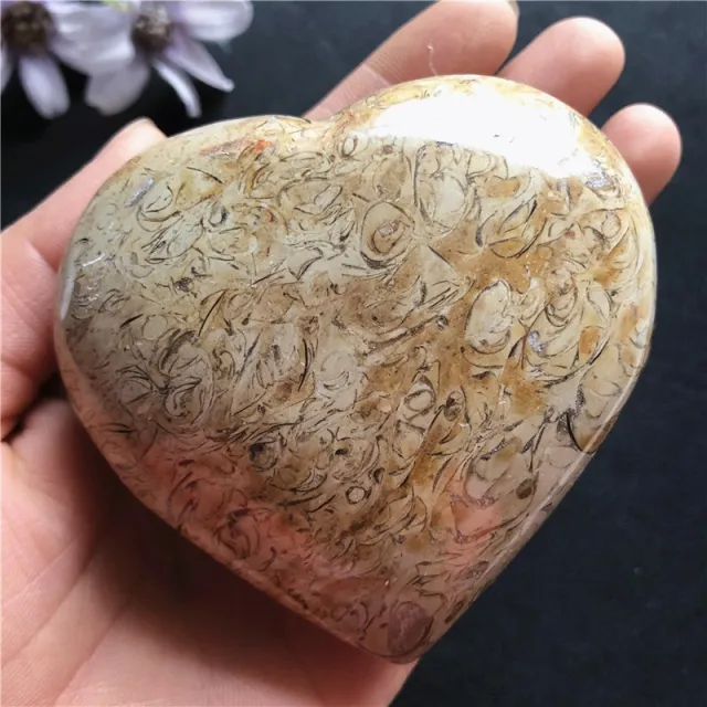 Dinosaur Bone Fossil Love Ornament - Shop at LoveMi