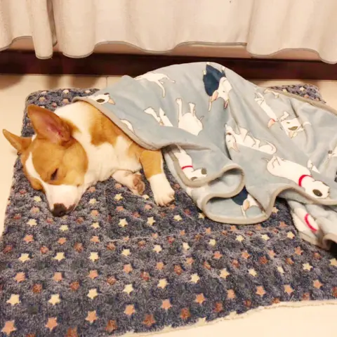 Padded Pet Mat to Keep Dogs Warm