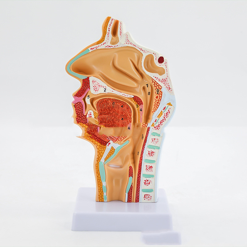 Anatomical Model Of Human Nasal and Oral Cavities