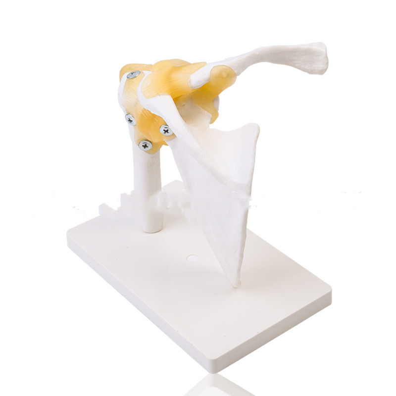 Shoulder Joint With Ligament Skeleton anatomical PVC Model