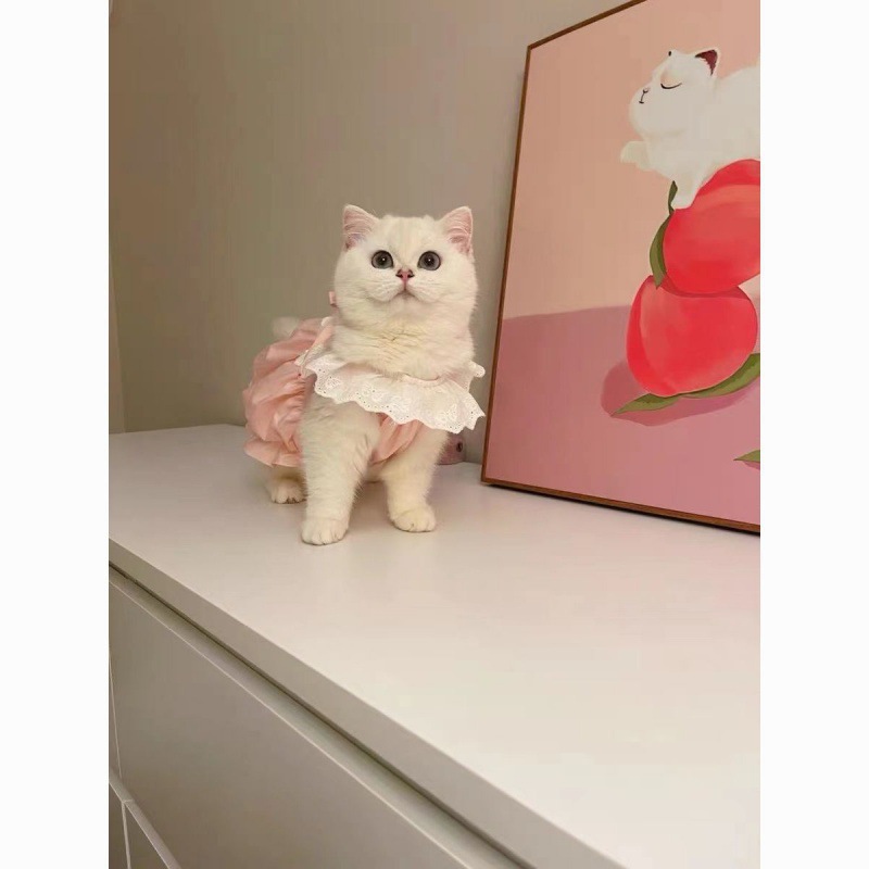 Title 4, Vestido de abóbora macaron para cães e gatos fo...