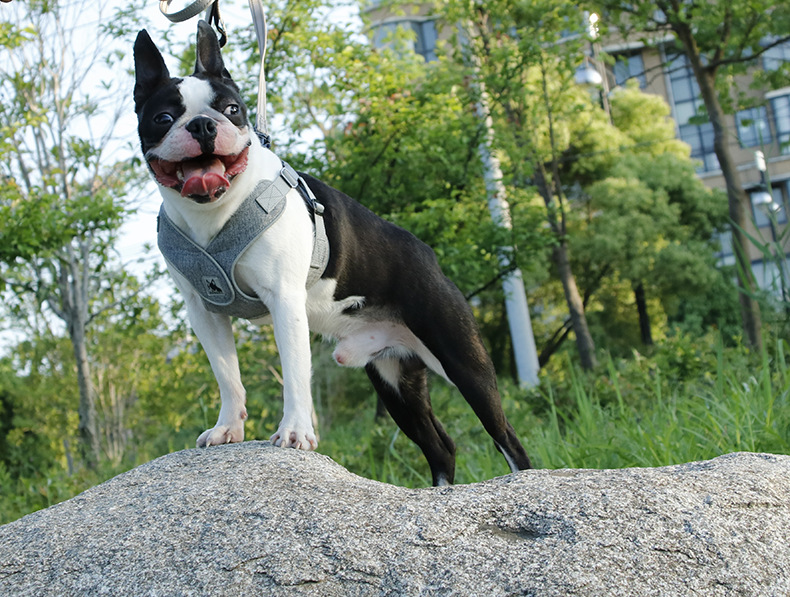 Title 2, Teddy Nefes Alabilen Yavru Köpek Göğüs Tasması