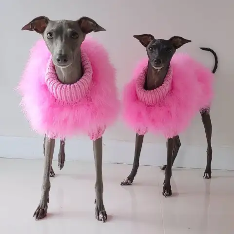 Lady Turkey Feather Warm Autumn and Winter Luxury Dog