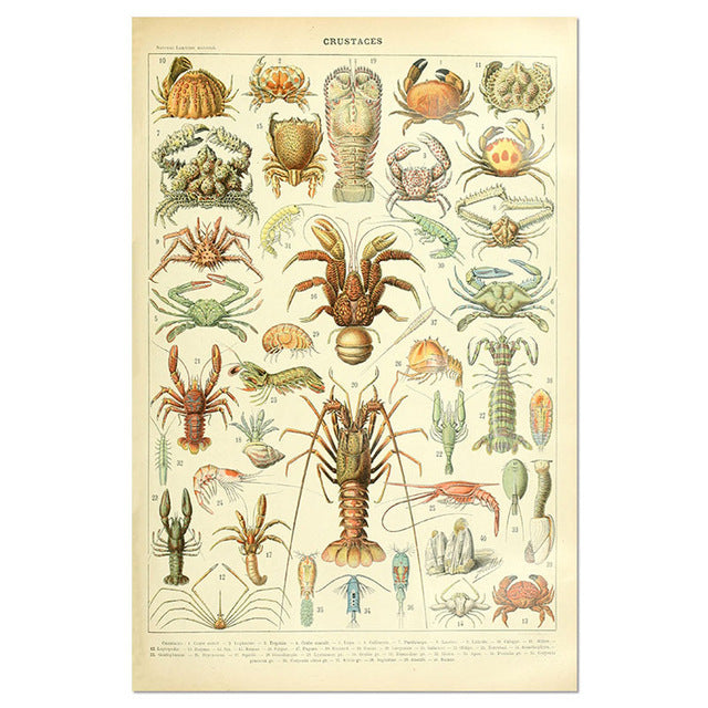 Vintage Creature Poster Teaching Canvas Painting (Picture