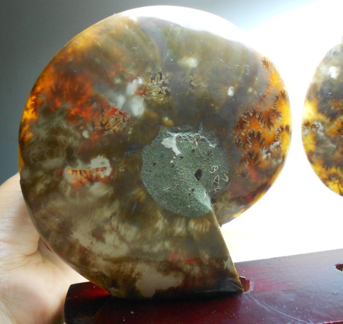 Natural Conch Fossil Rough Stone Ornament (Beginner level)