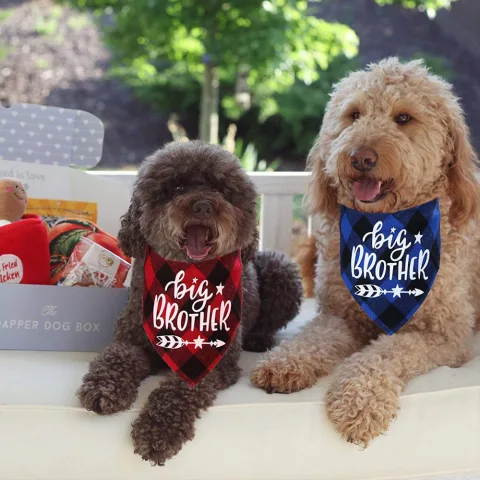 Pregnancy Notice for Pet Triangle Scarf Dog