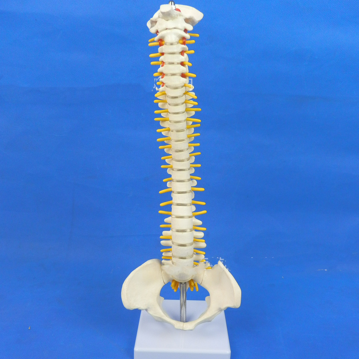 Spine Anatomical Model