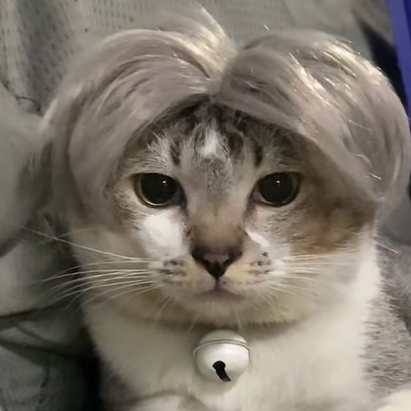 Title 2, Pet Cat Wig Headgear Is Funny