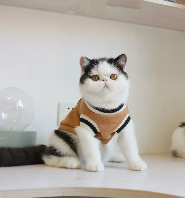 American College Style Fleece Cat Knit Sweater Sleeveless Vest Khaki - Shop at LoveMi