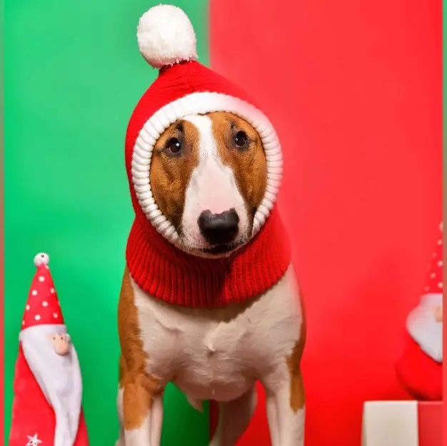 Fashion Simple Pet Autumn And Winter Woolen