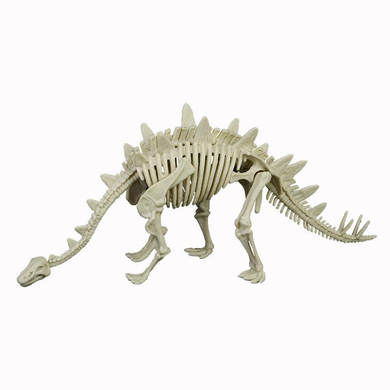 3Stegosaurus