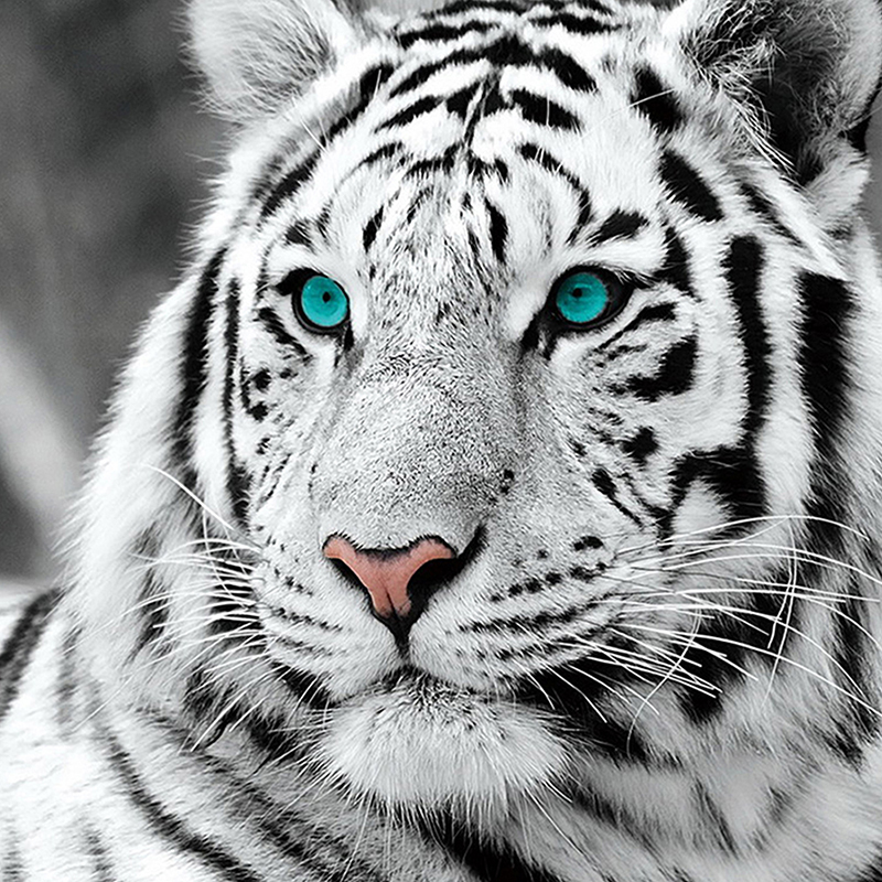 White tiger