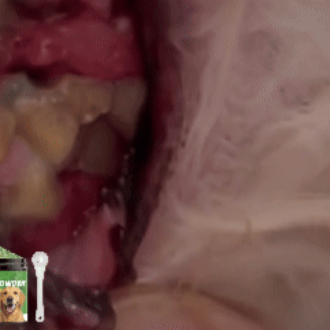 Dog Teeth Cleaning Powder 5