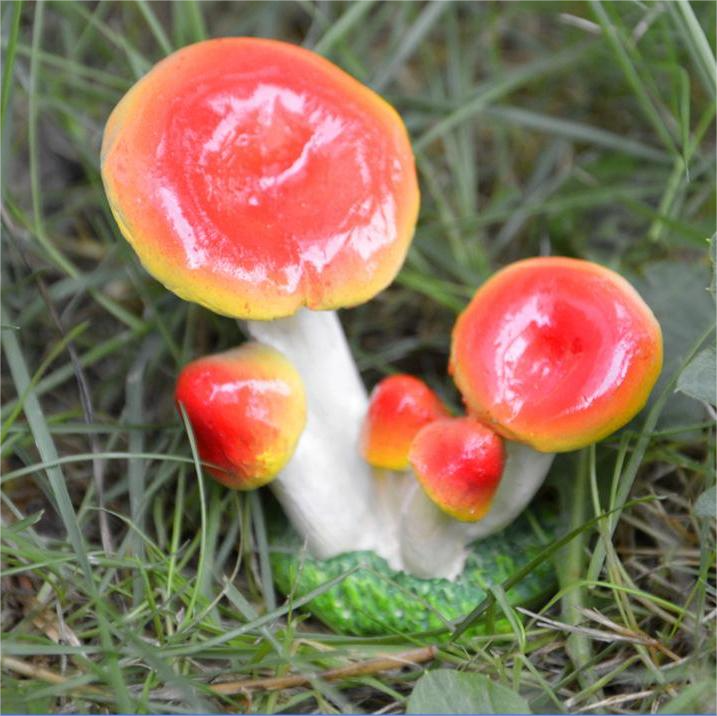 D Red and yellow edge mushroom