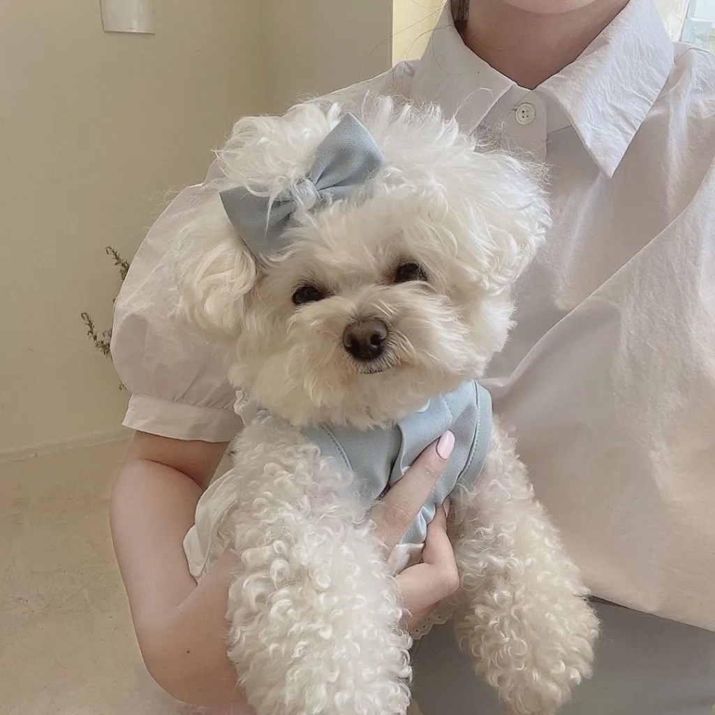 Lace Skirt Pet Dog Cat Skirt - Blue