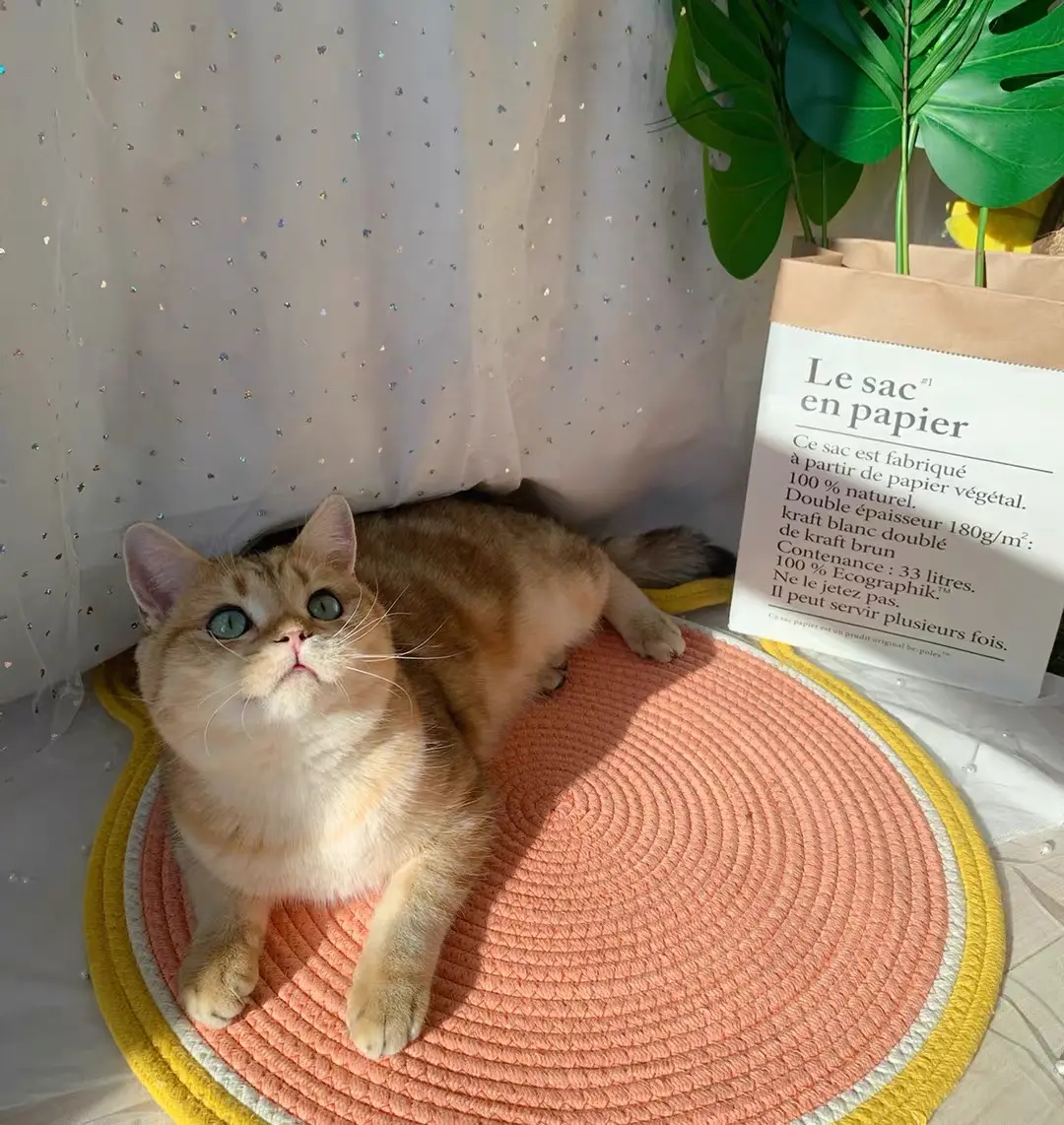Cat Climbing Frame Sisal Scratching Board Cattery