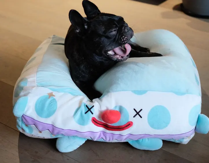 Clown Pet Sleeps In A Cozy Bed