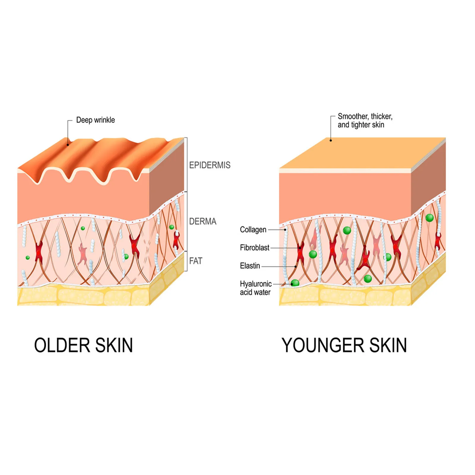 Anti-wrinkle Fine Line-fading Lifting And Firming Skin Care – image 3