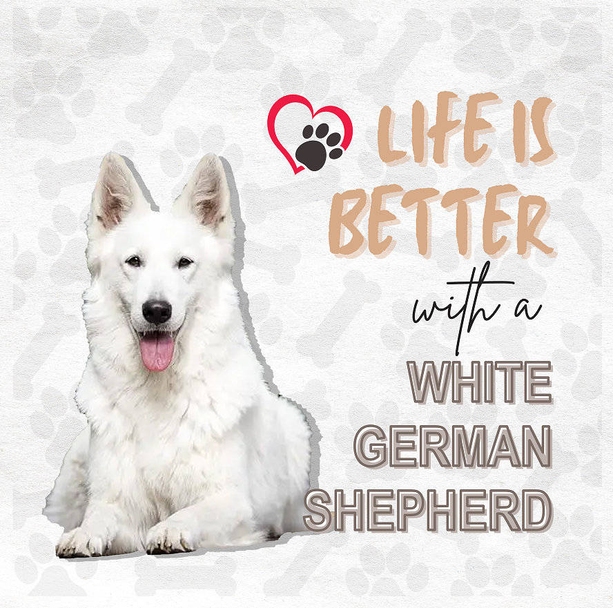 White German Shepherd