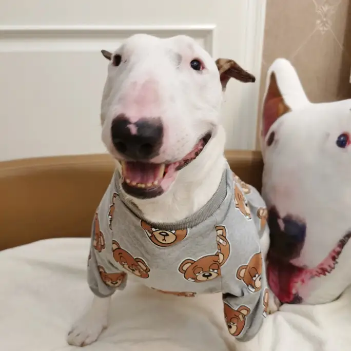 Fashionable And Simple Bear Cartoon Print Pet T-shirt
