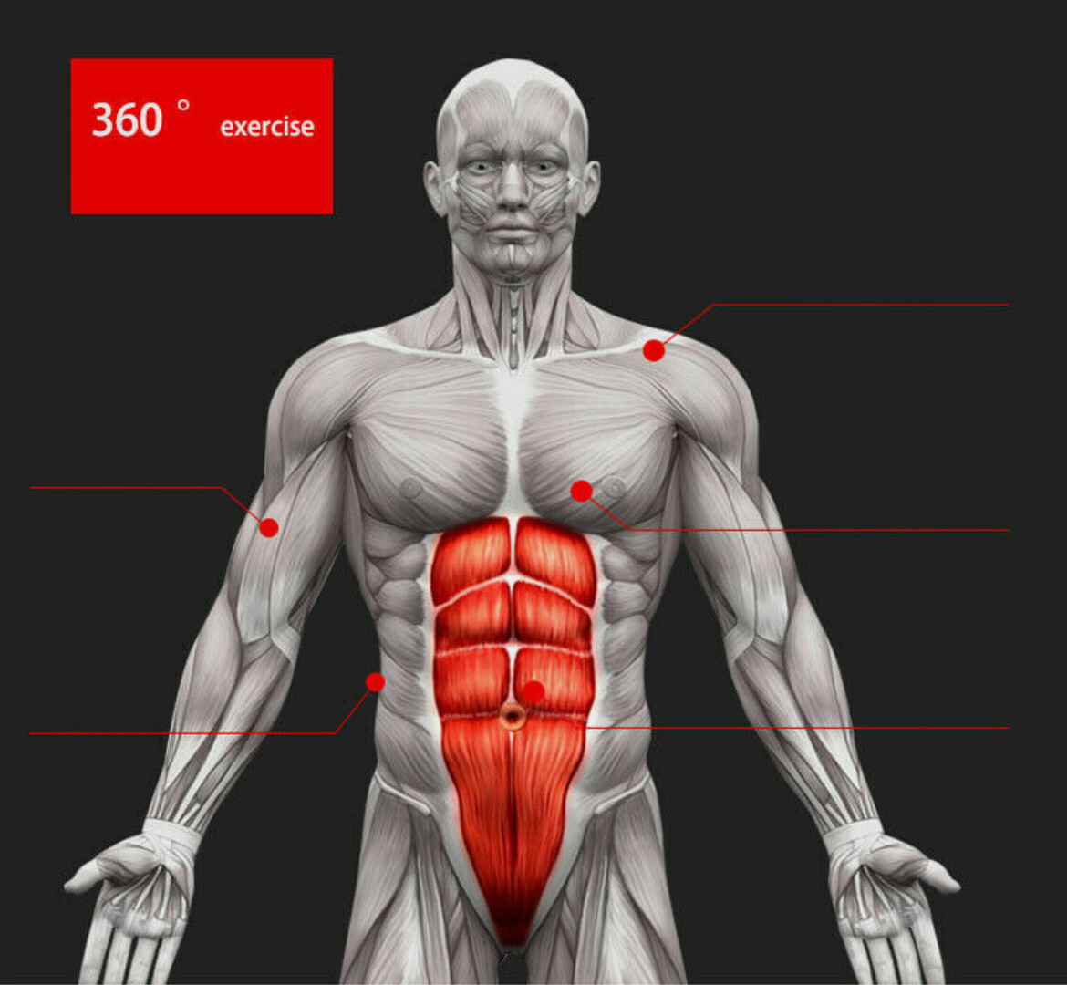 Pro Abs Roller Exercise Wheel Abdominal Core Strength Workout Muscle Cruncher - Image 3