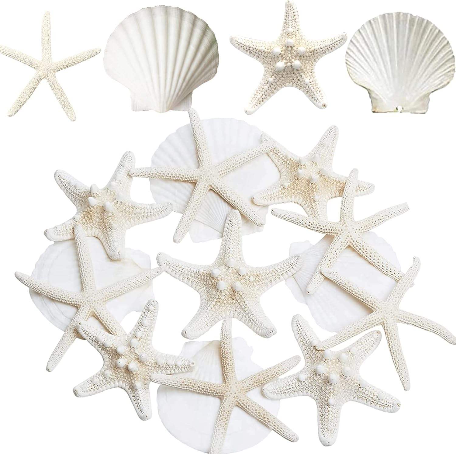 3-4 Inches Large Starfish And Scallop Shells For Crafts 12PCS Natural Beach Sea Shells For Crafting_voghion.com