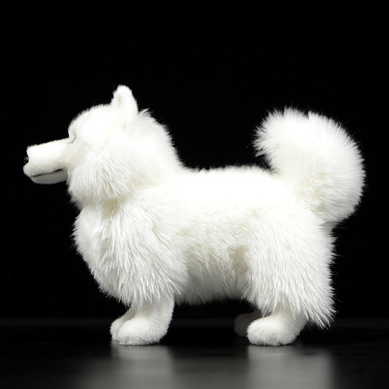 Samoyed