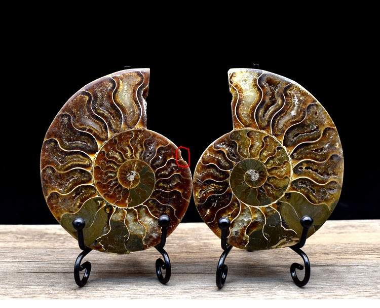 Fossil specimens true spot color snail ammonite fossil