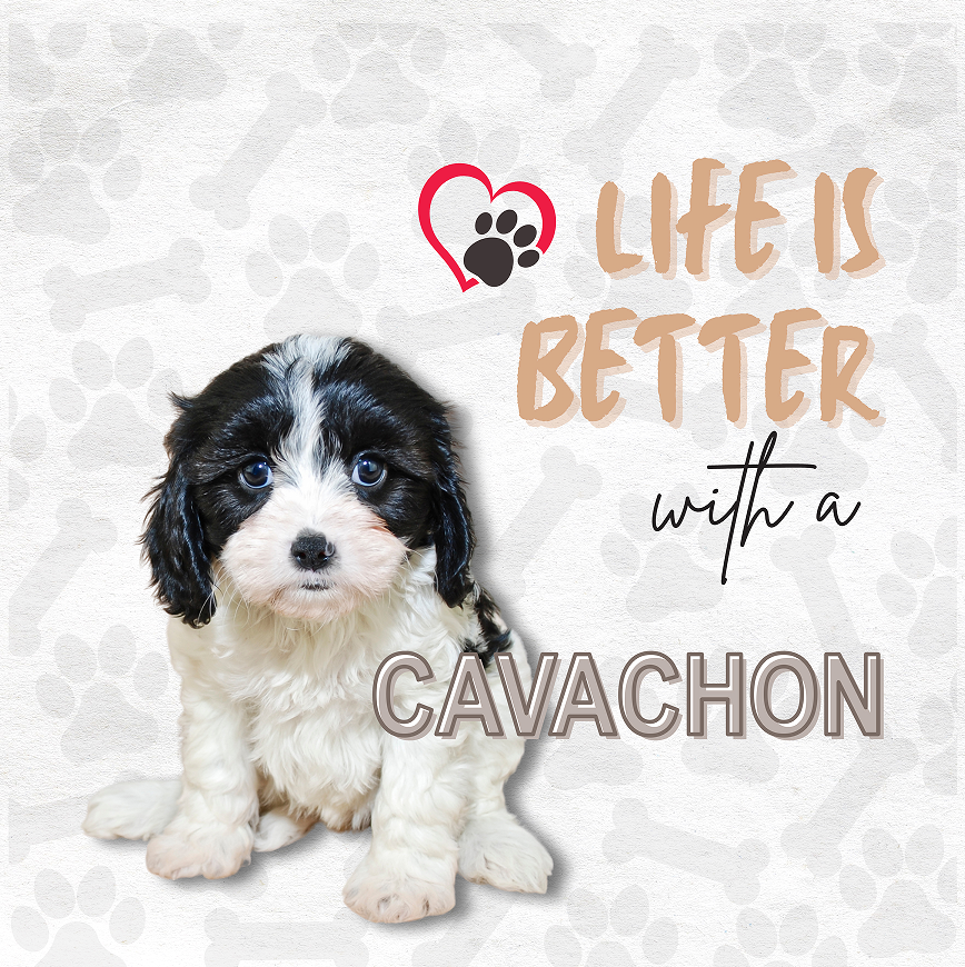 Cavachon