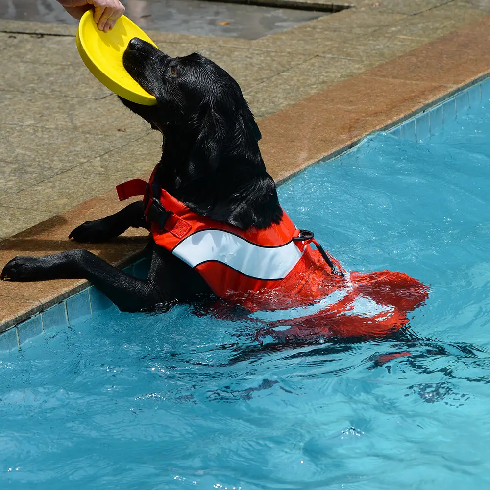 Dog Buoyancy Clothes Swimming Koji Fadou Teddy
