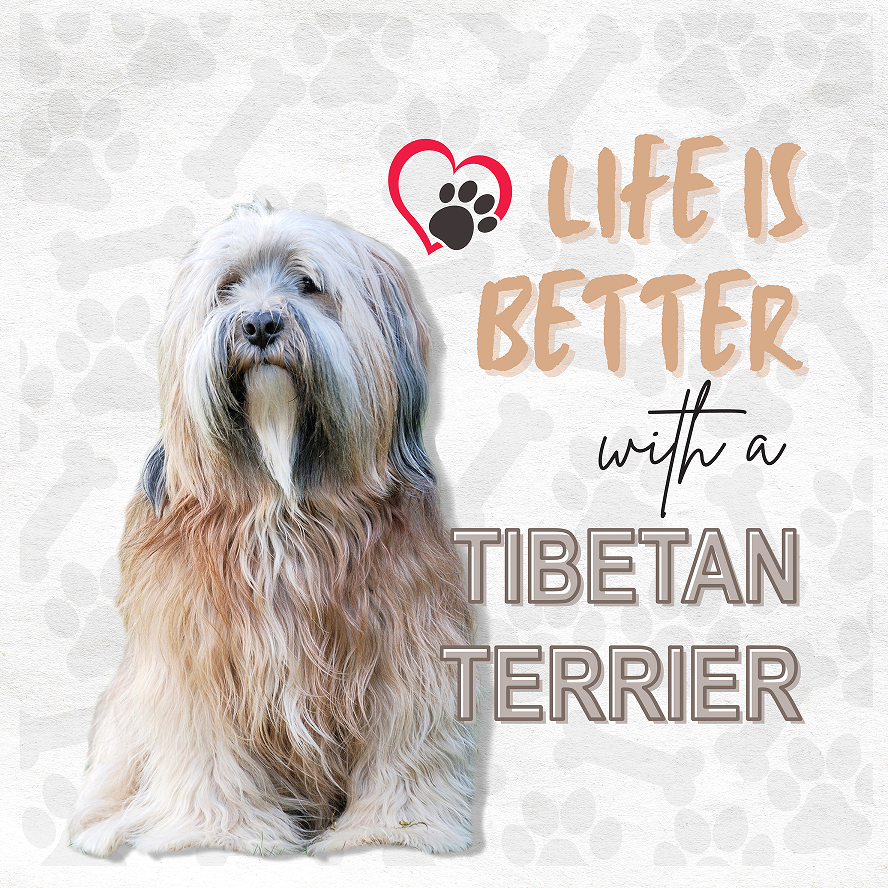 Tibetan terrier