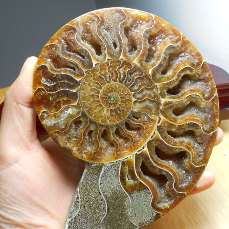 Natural Conch Fossil Rough Stone Ornament (Beginner level)