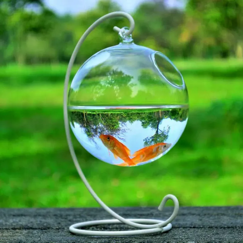 Hanging Glass Vase Fish Tank - Glass Ball23 White Bracket