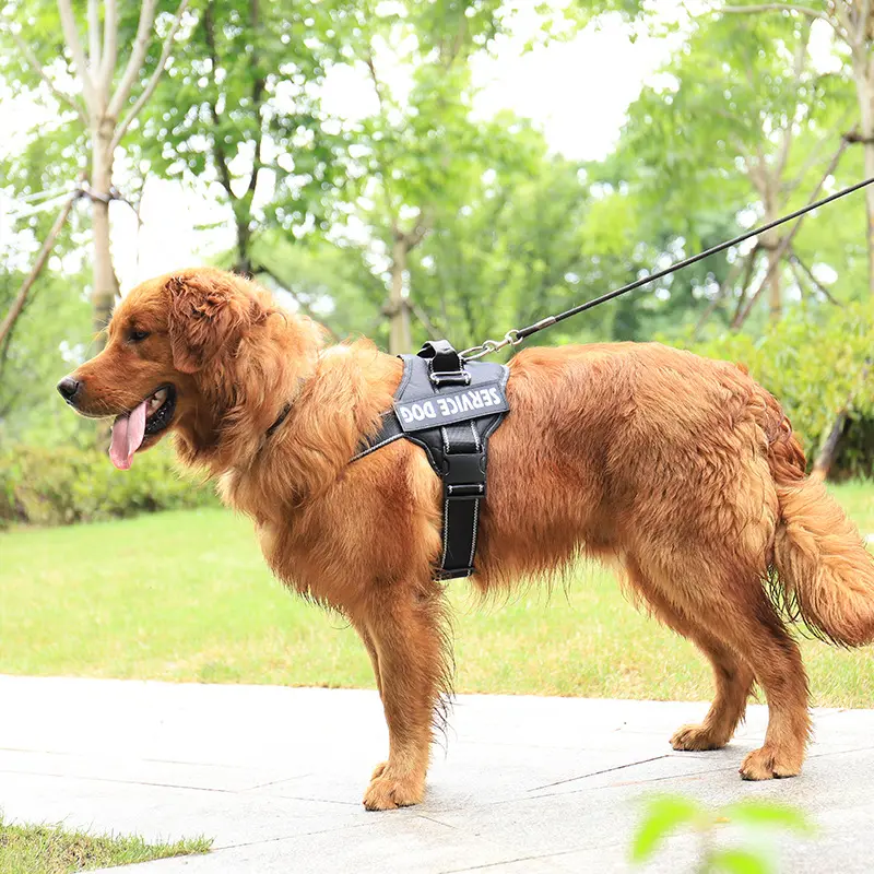 Personalization Of Pet Chest Strap