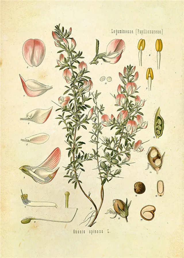 Plants Flower Study Living Room Paintings - Shop at LoveMi