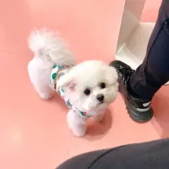 Strawberry Bunny Vest Keep Warm Dog Cute - View 1
