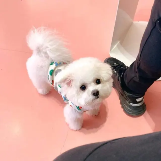 Strawberry Bunny Vest Keep Warm Dog Cute - Shop at LoveMi