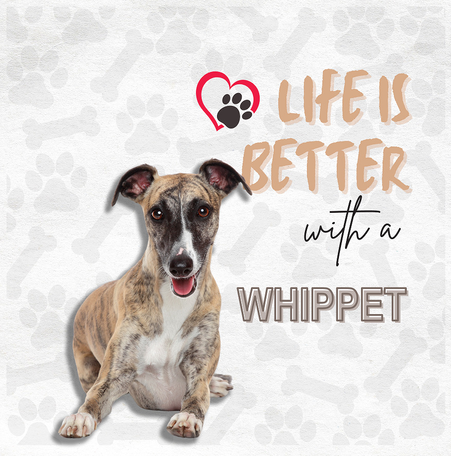 Whippet