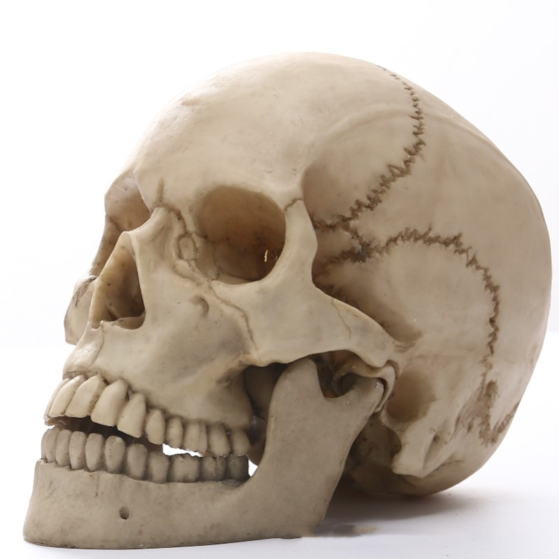 Resin skull head craft ornament (painted)