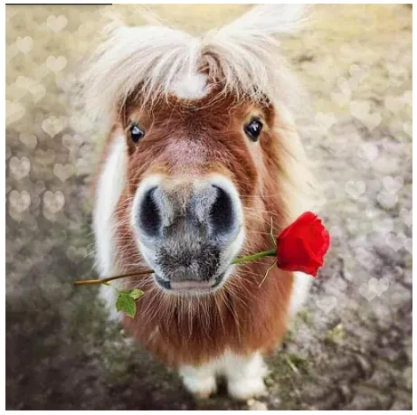 Rose Diamond Painted Donkey Brand New DIY Embroidery Animal Round Drill Bit Home Decoration KBL Crafts Donkey - Shop at LoveMi