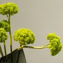 Green Ball