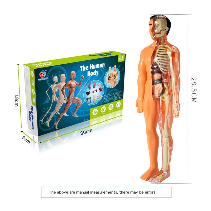 Whole Body Mannequin Color Box