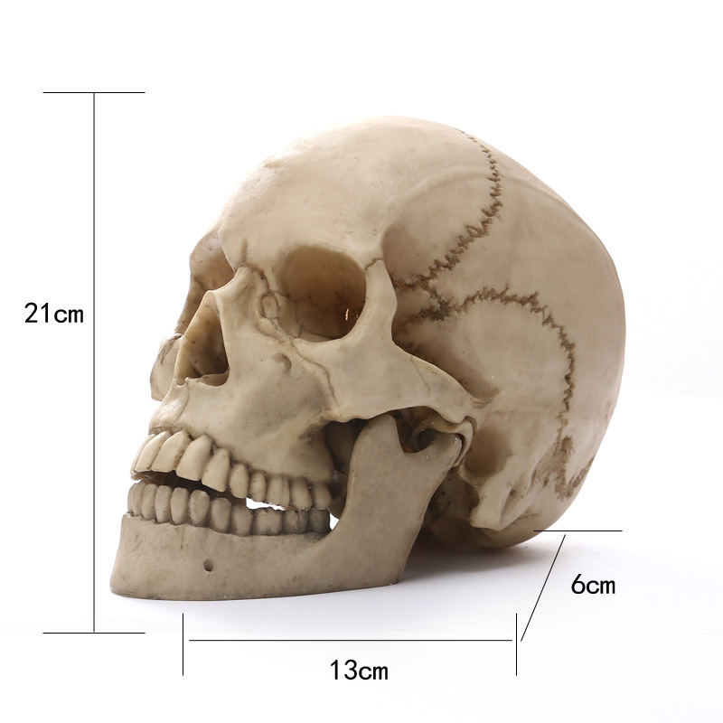 Resin skull head craft ornament (painted)