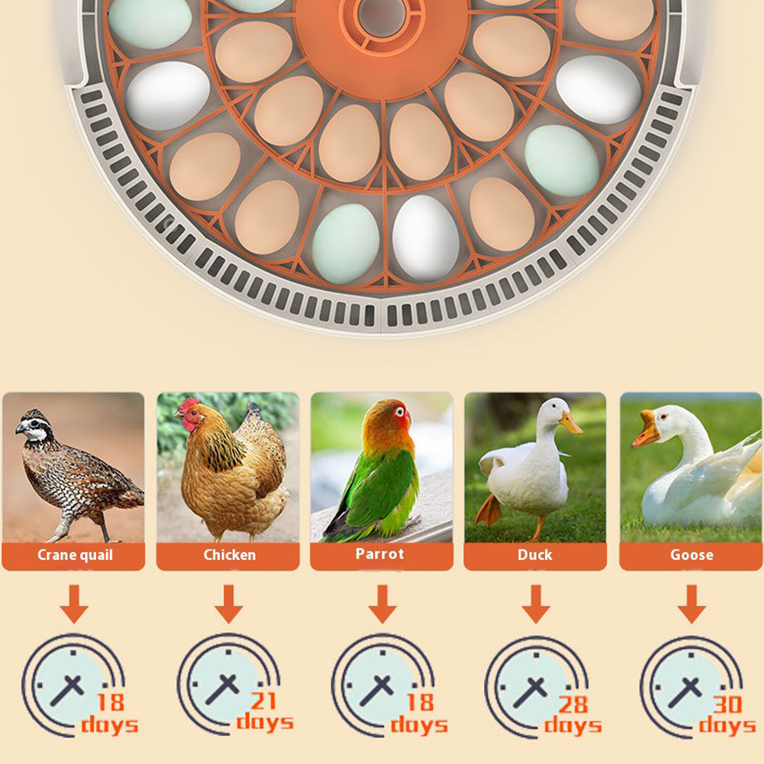 30x Eggs Incubator Temperature Control Chicken Hatcher