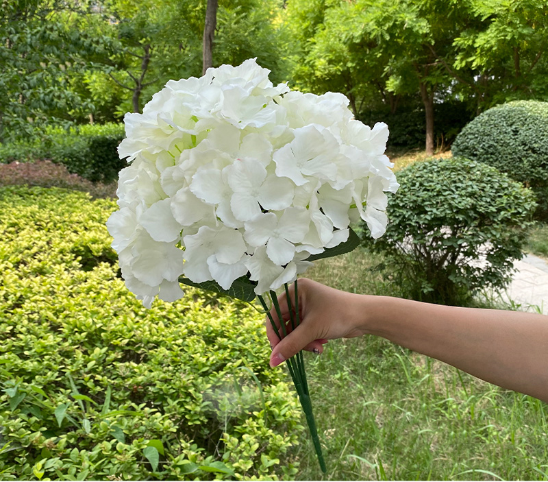 White 5head Hydrangea