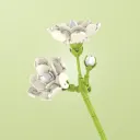 Jasmine Flower