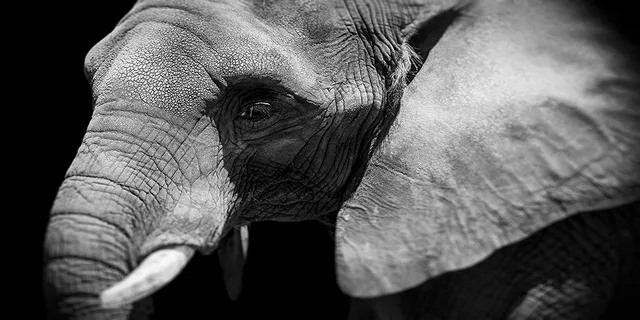African Wild Animals Canvas Art Poster - Shop at LoveMi