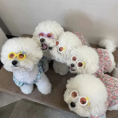 Dog Cat Cute Sunglasses Jewelry Photo