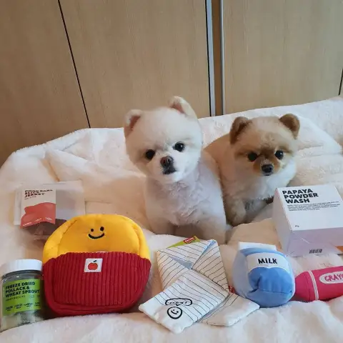 Three-piece Toy for Dog School Bag
